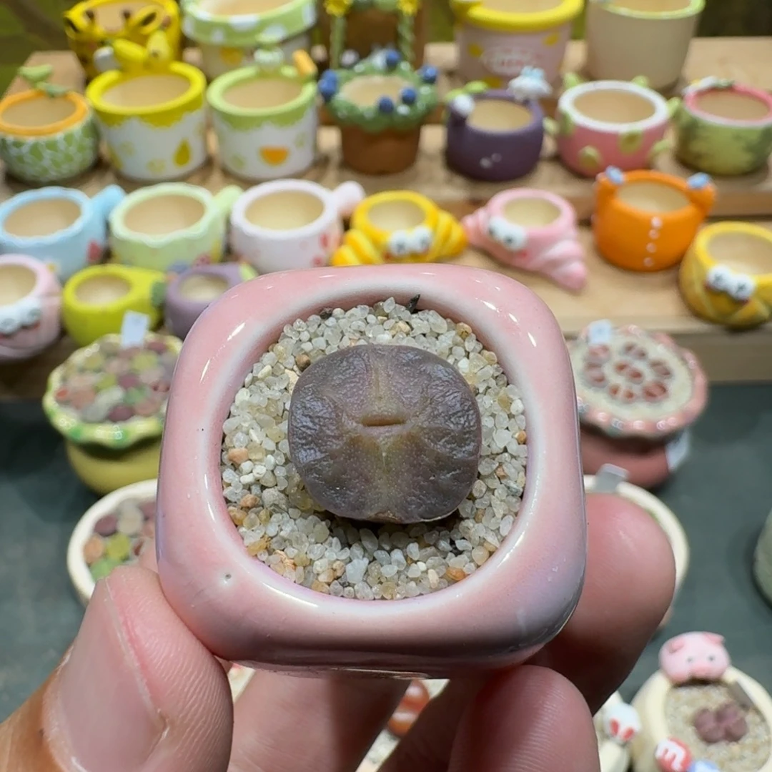 蘑菇1143烧麦多肉植物