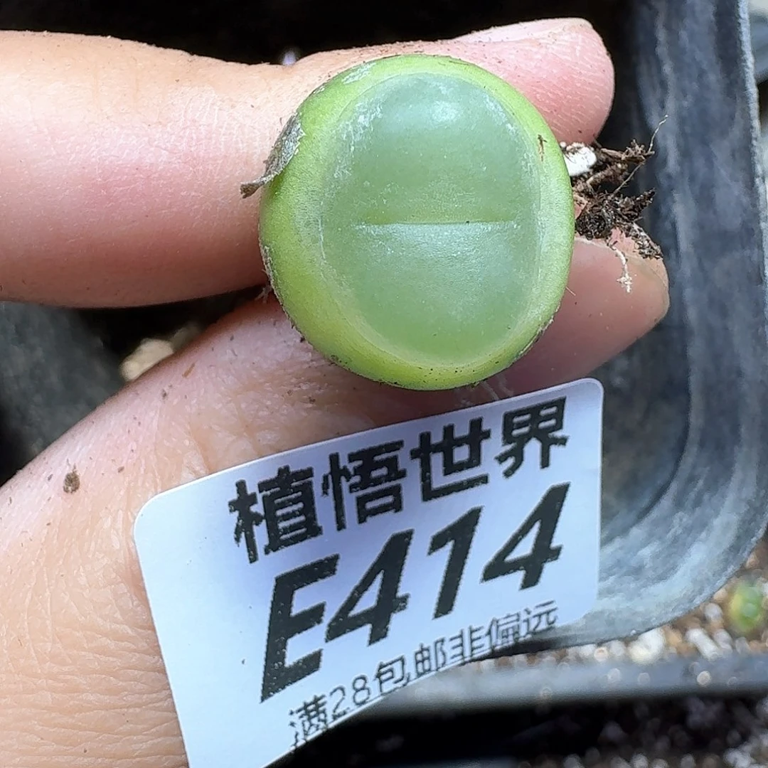 多肉植物的润泽地fg