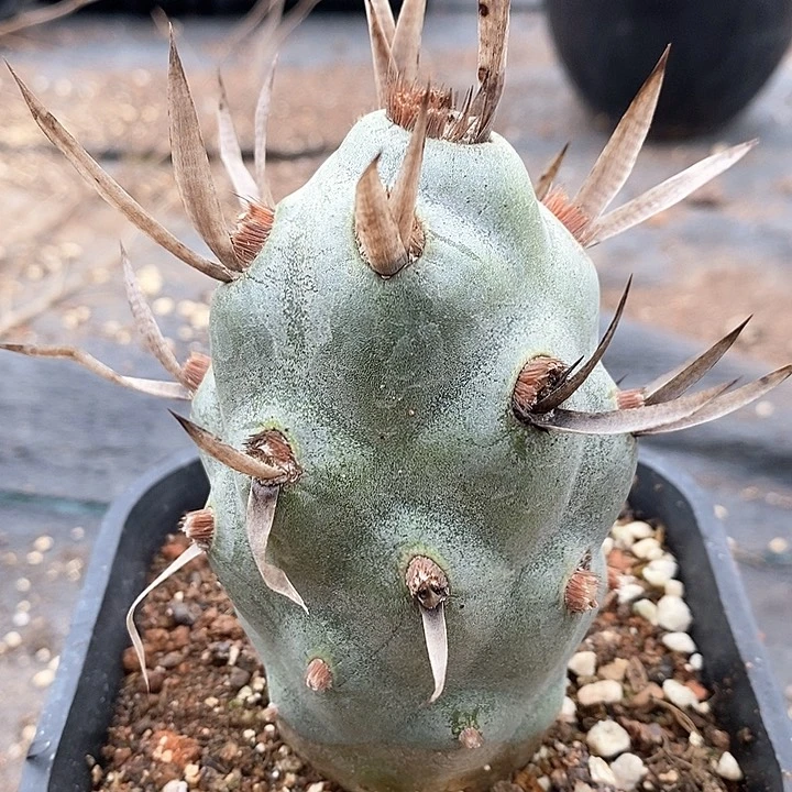 孤品自根巨型武藏野新年福利6.5cm