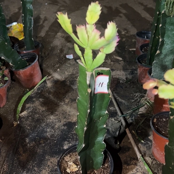 ****…当前无花栽培后可以开花083  11