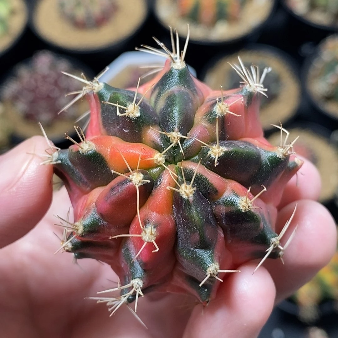 米哈仙人球锦侧芽008