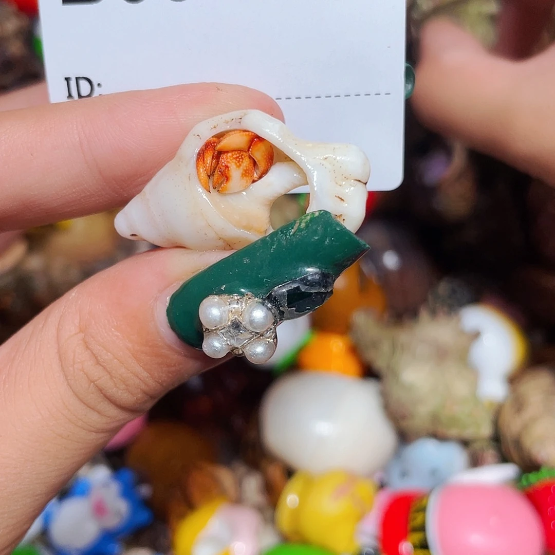 寄居蟹寄居蟹0348