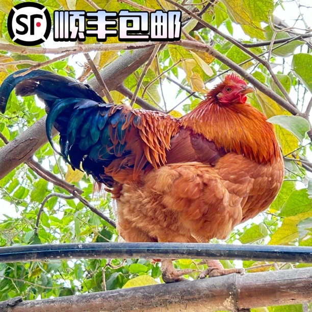 280天生态跑山土阉鸡、玉米喂养，白切煲汤首选，肉质紧实 健康美味