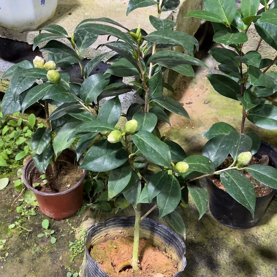 完全开放日系 友之蒲