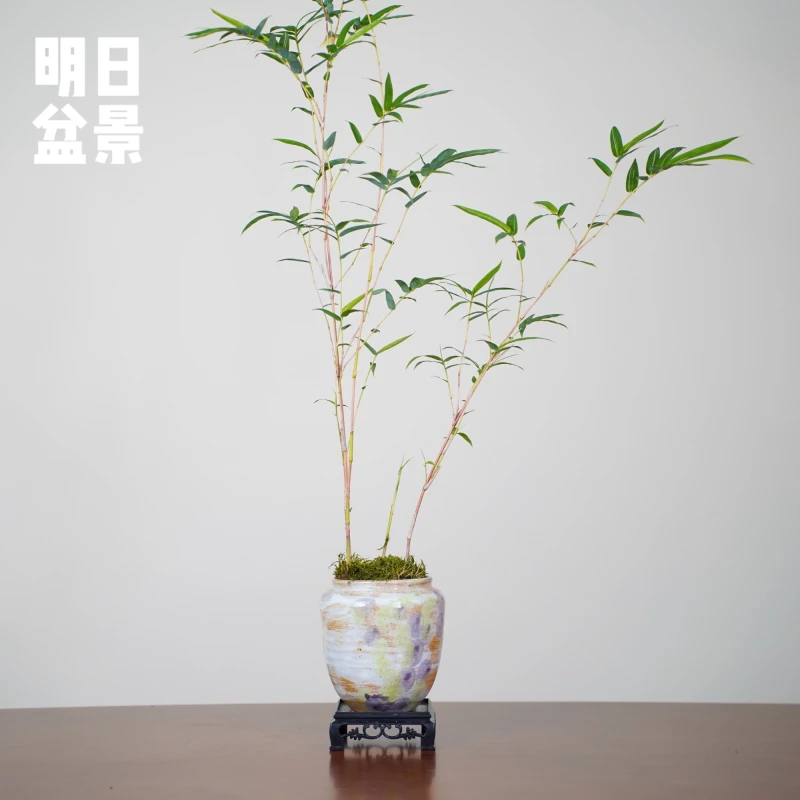 景德镇手工盆红观音竹好养易活高级竹子盆栽爆卖