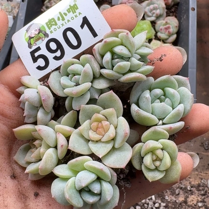 多肉植物多肉植物