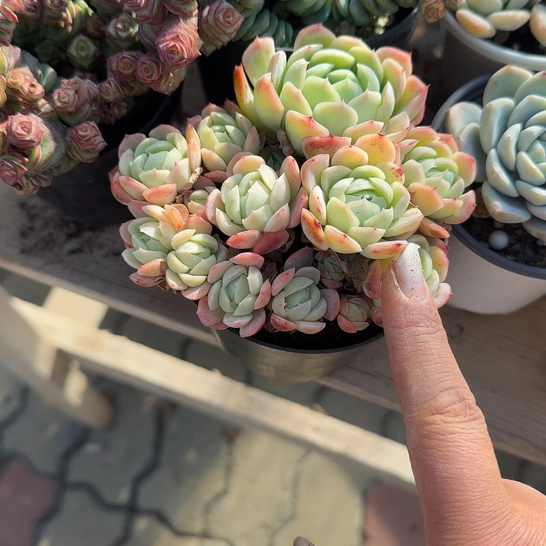 贝瑞➕冰玉多肉植物