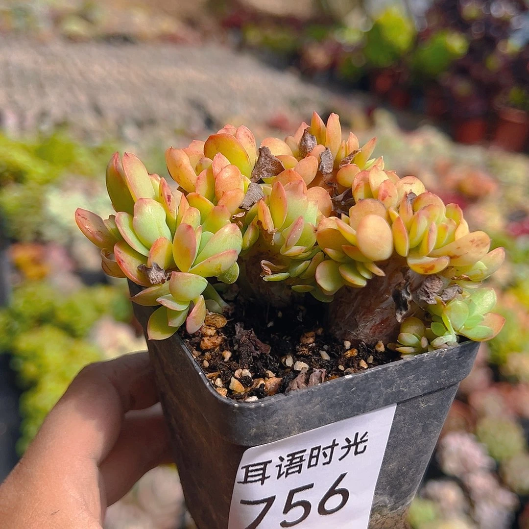 756，红孔雀缀化，带盆带土发货