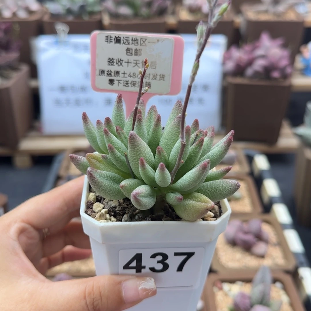 437大红嘴多肉植物