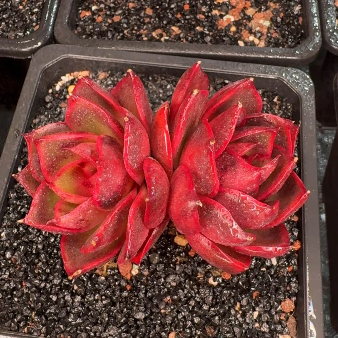 从前慢多肉编号红灯双头