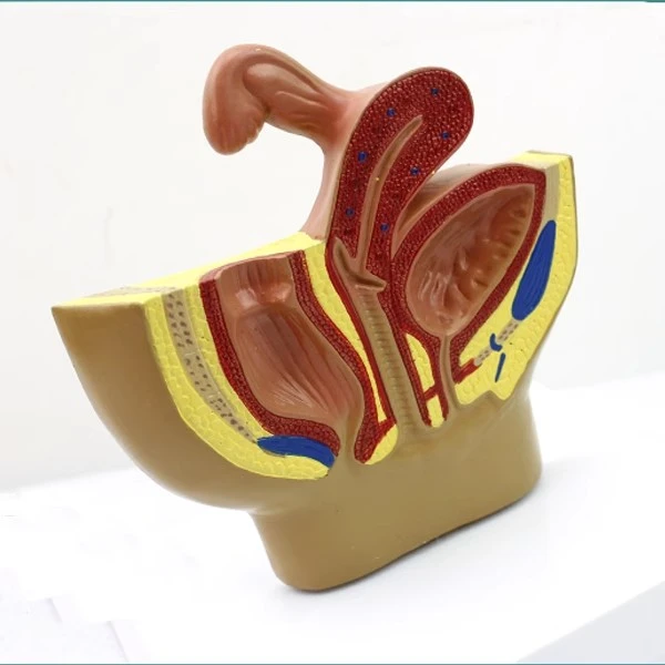 ENOVO颐诺女性盆腔系统 生殖系统输卵管膀胱 直肠模型妇科