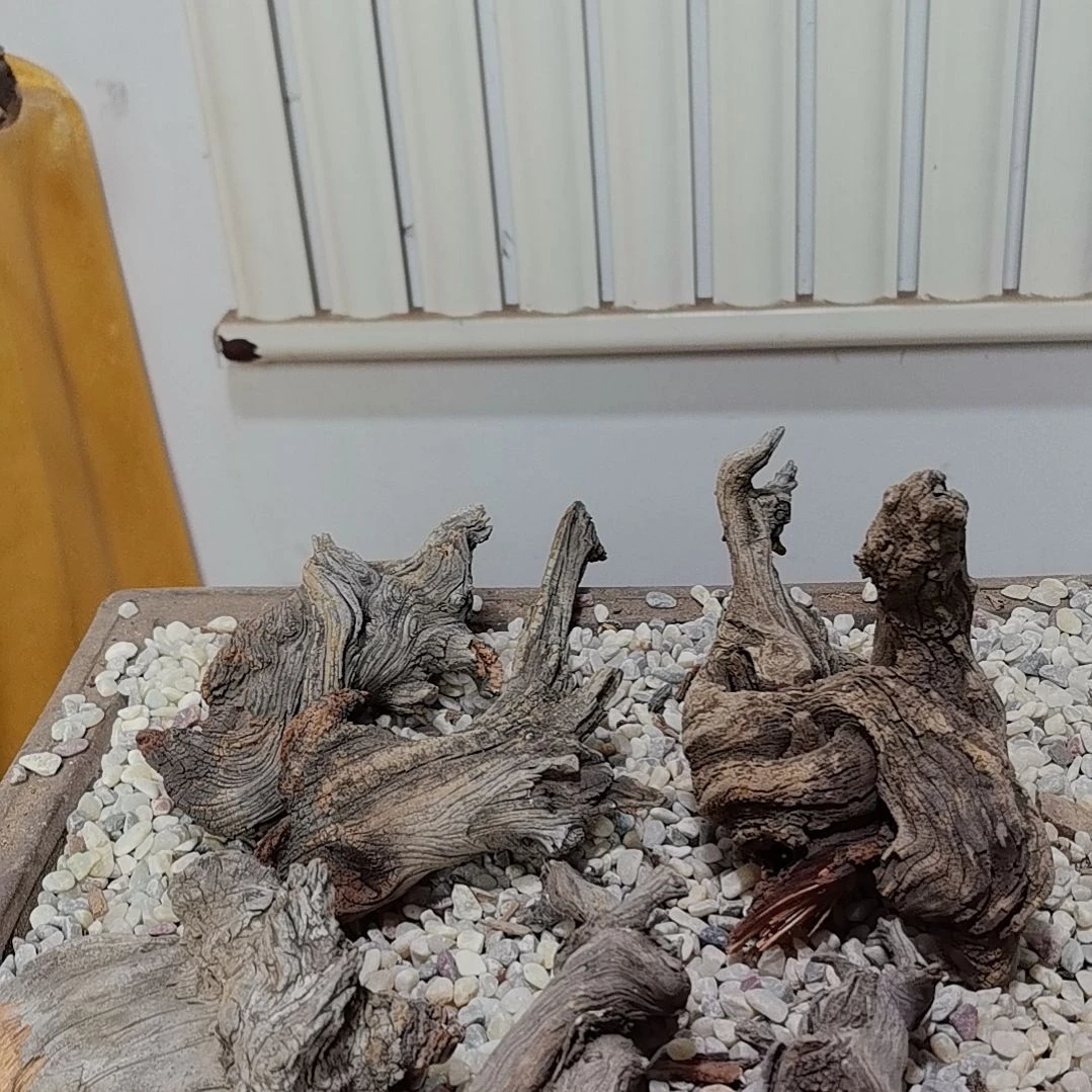 檀香紫檀（小叶紫檀）日*