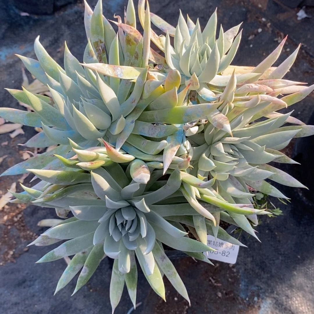 82号苹果叶粗腿子