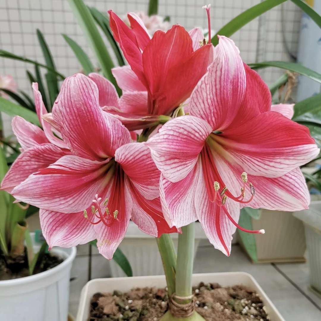 【花瓶】荷兰进口朱顶红种球-单瓣-室内阳台