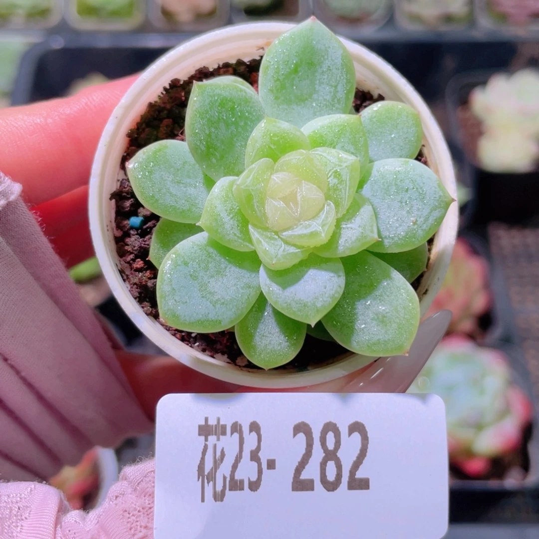 花利美23-282冰蕊