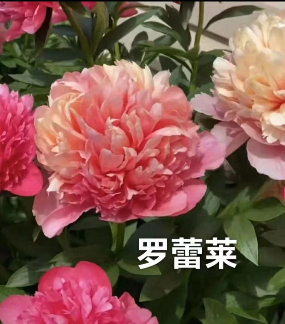 进口芍罗蕾莱，2026年秋季发苗-先发肥料