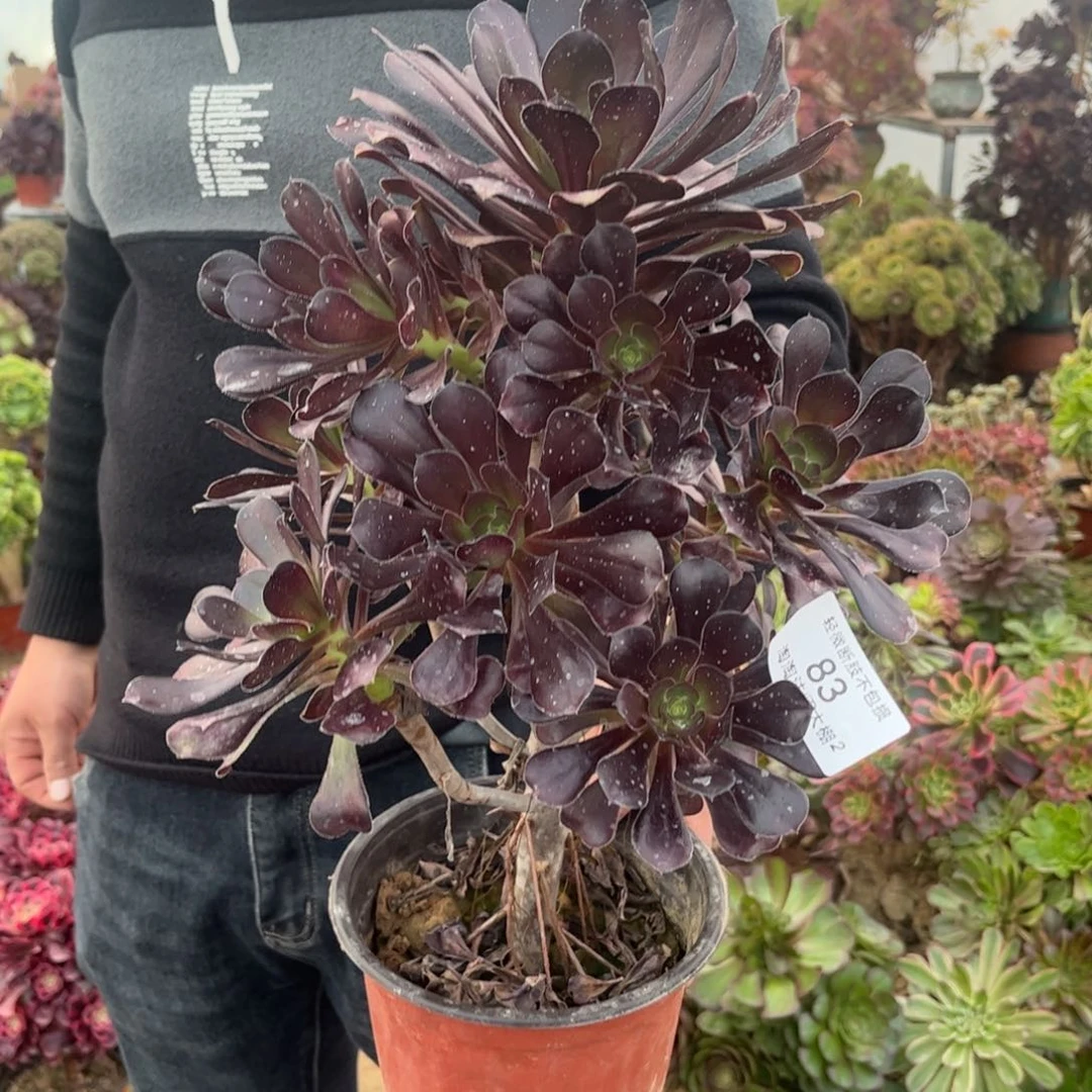 任*83园叶黑法师多肉