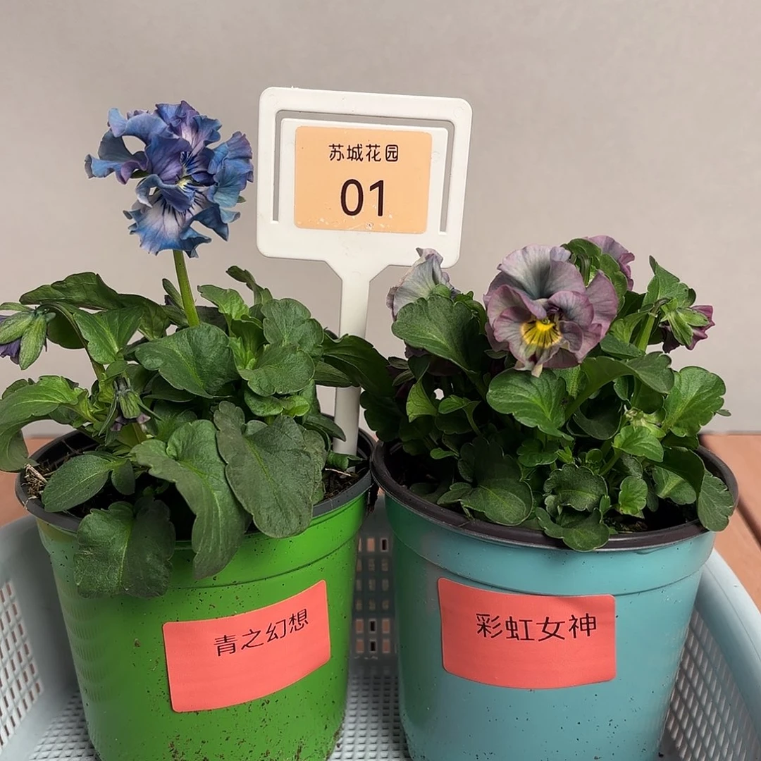 大部分开放少量花苞01