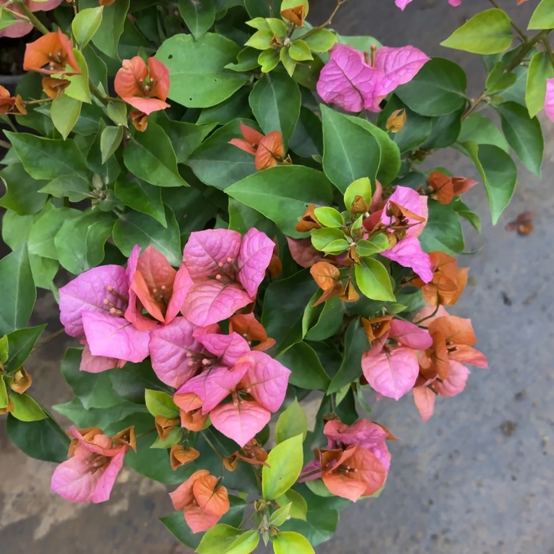 完全开放（米奇）三角梅会掉花掉叶有大有小