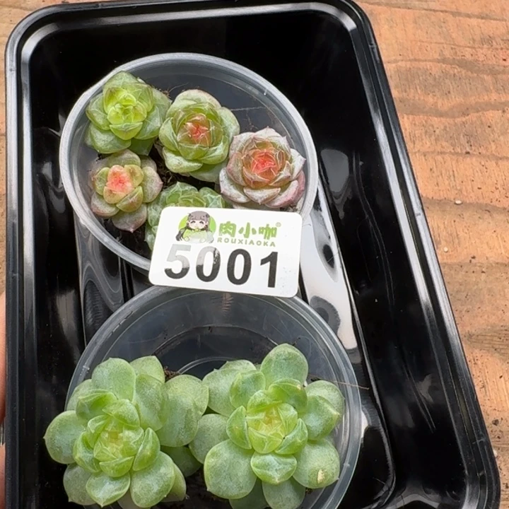 黄***瑞多肉植物多肉植物