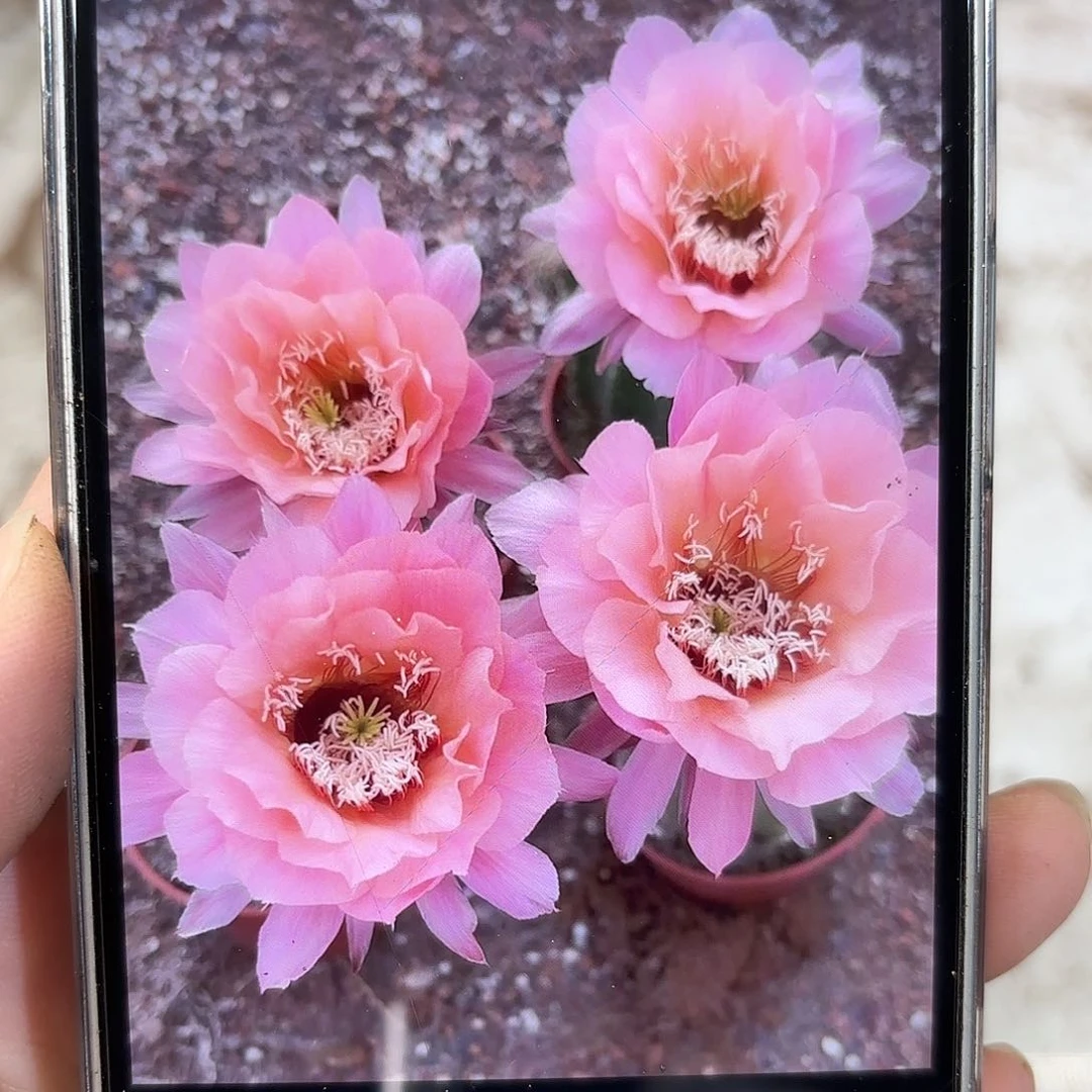 彩草橘香宾7.5公分左右脱土发货