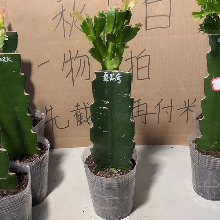 D***丁当前无花朵，栽培后可花朵夏思琪