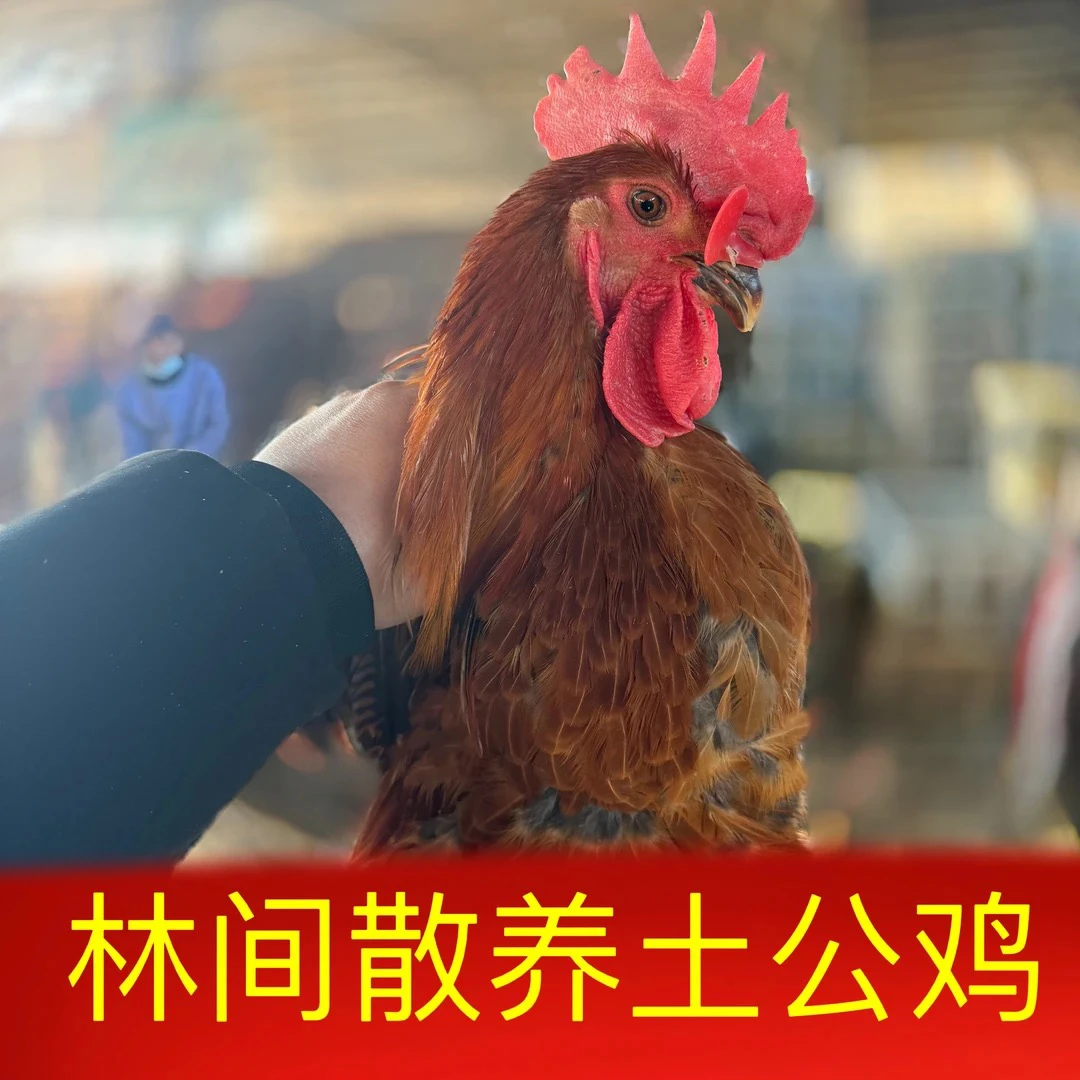 放养林间雪山草土公鸡三只现宰现发活鸡9斤以上三只