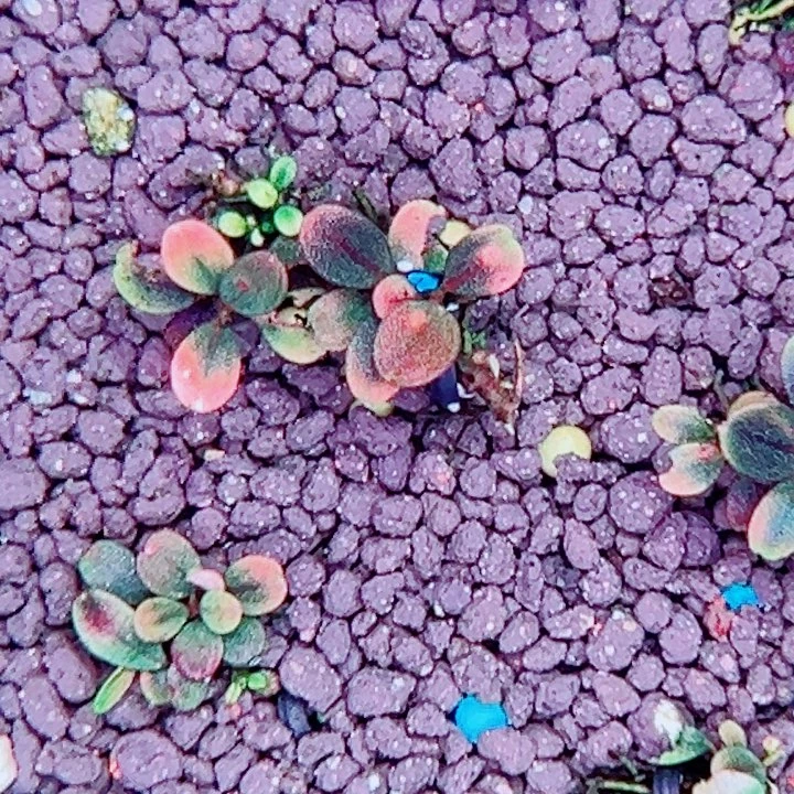 辣椒榕冰碎14海来了