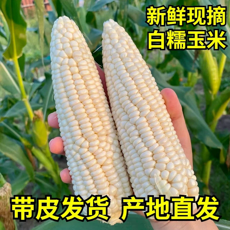 云南白糯玉米新鲜香甜饱满鲜嫩自种采摘