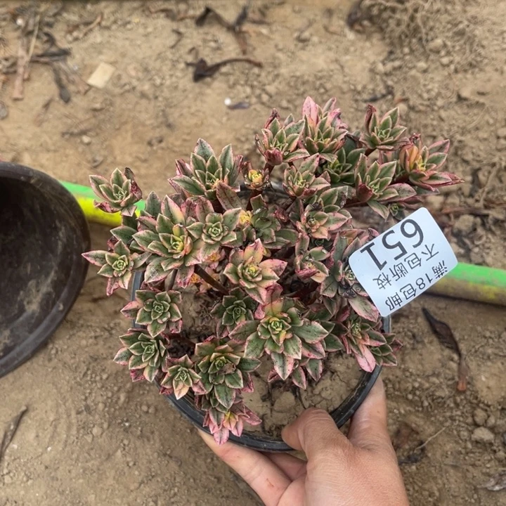 C***O651甜茶小朵朵2号