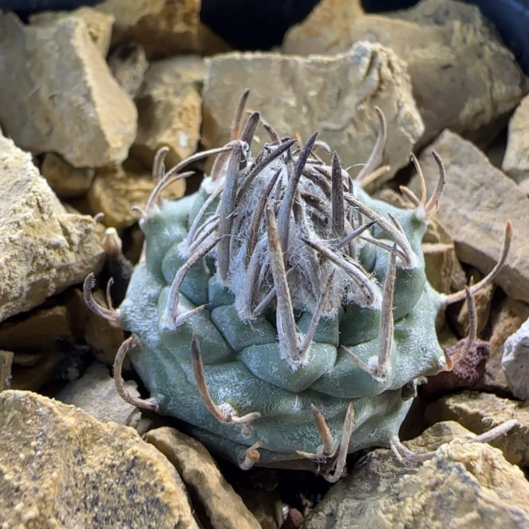 014实生碳直刺升云龙多肉2.1