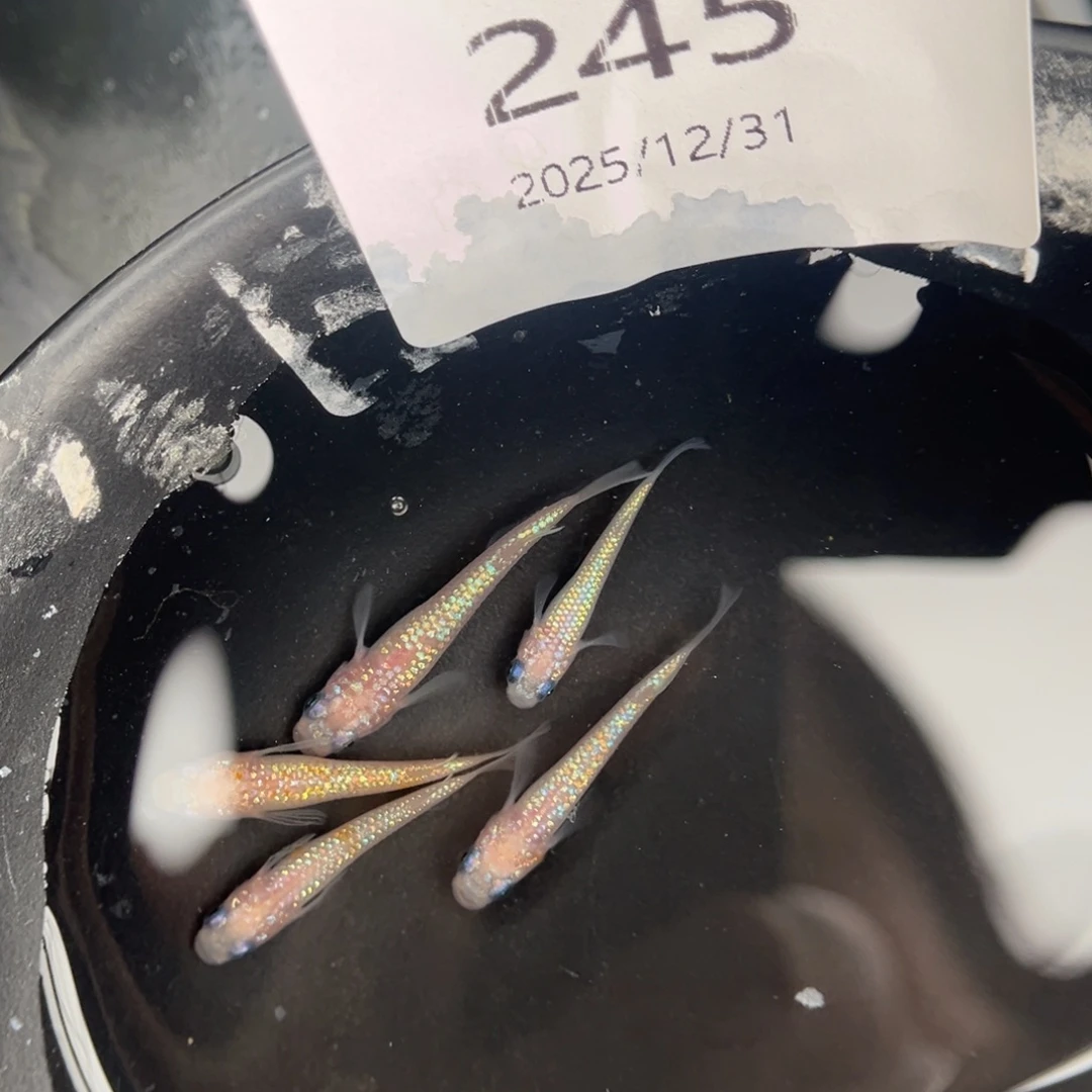青鳉鱼245王华海王星五尾