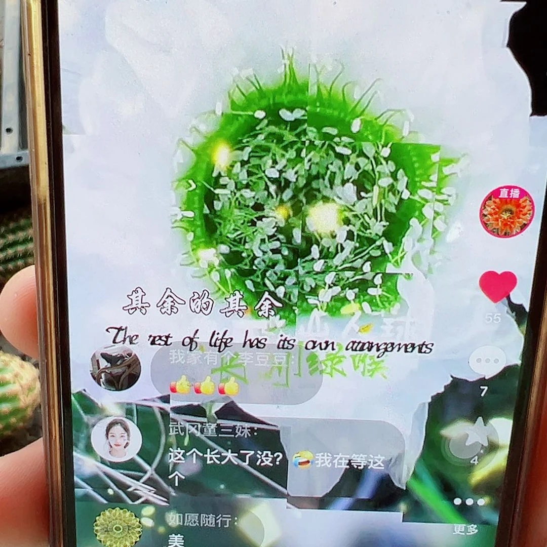 柱长刺绿喉 侧芽000