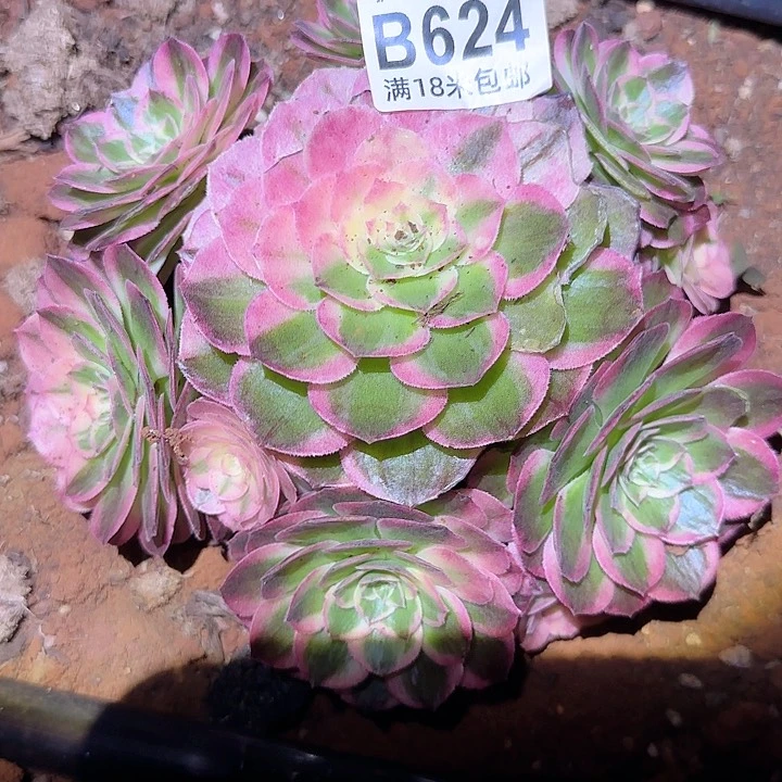 多肉法师淘宝福利