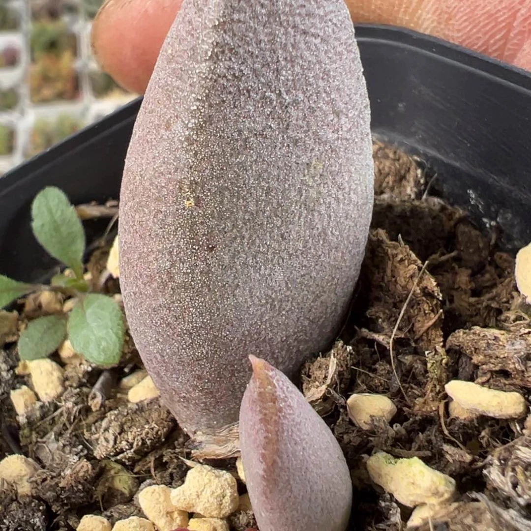 白羊座水泡多肉植物