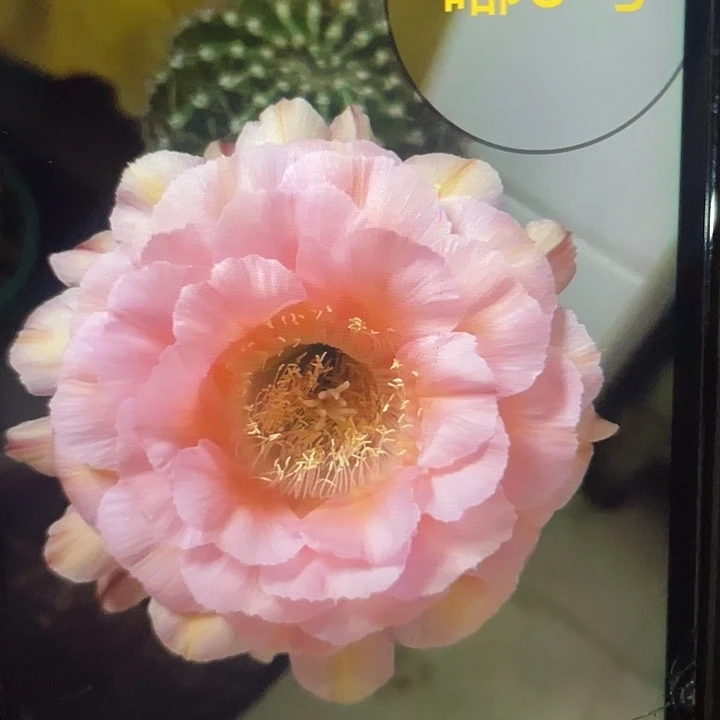 嘟9号5公分以上一代自根球