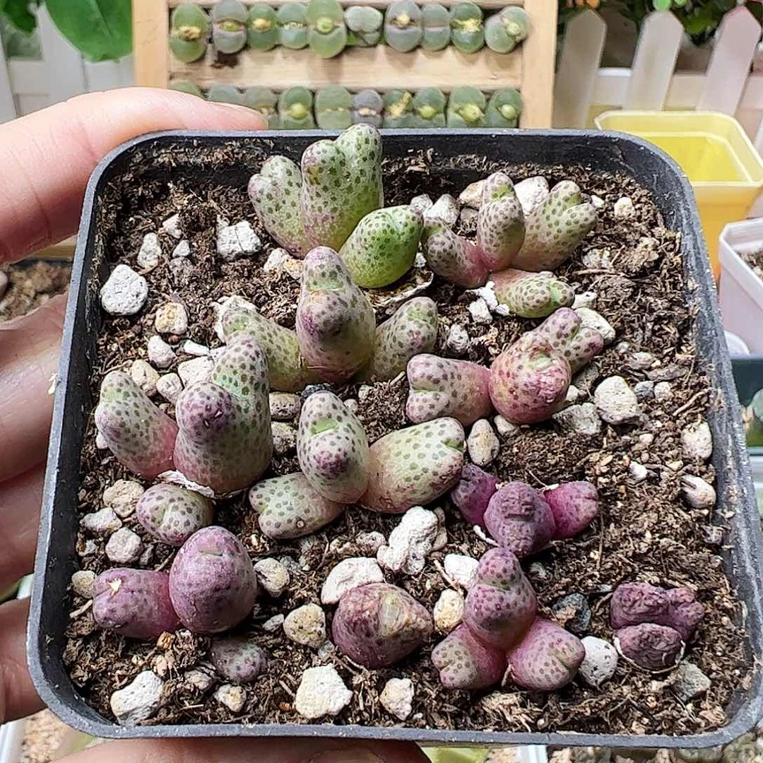 1425.962/整盆出…………………………脱土发