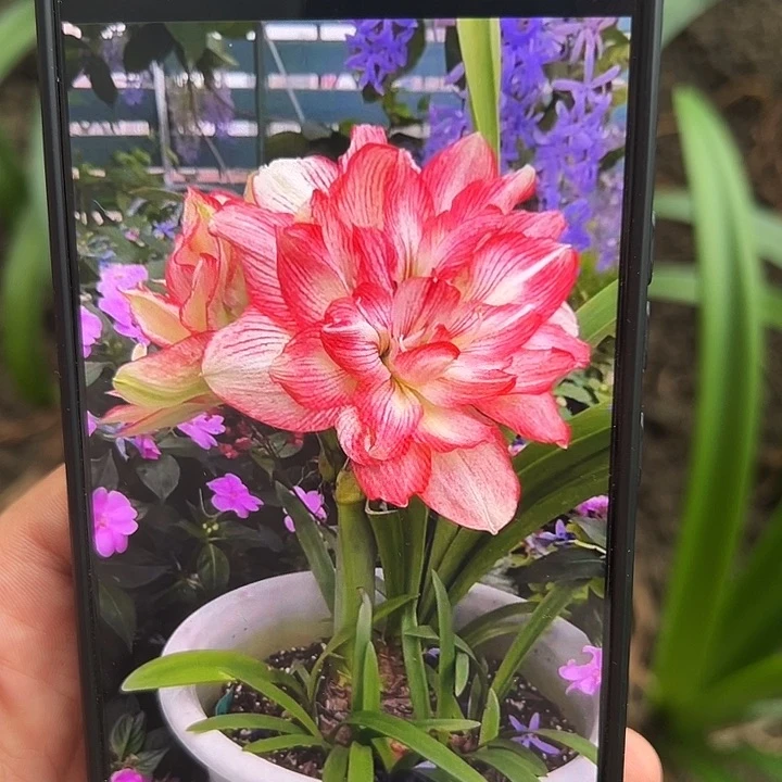 无花朵蔓越莓，直径5.5加，带侧