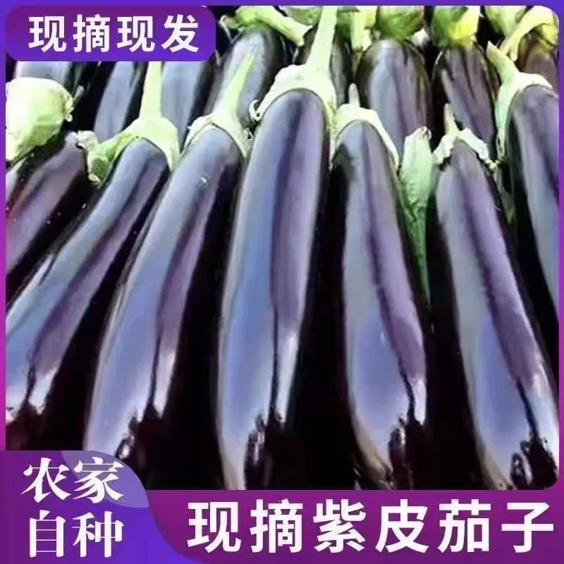 河南农家自种自黑长茄新鲜采摘露天种植时令果蔬3斤/5斤
