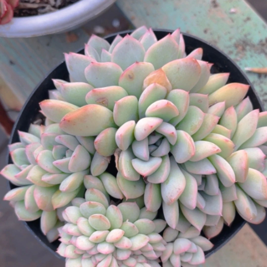 【闪购商品】荷花缀15265