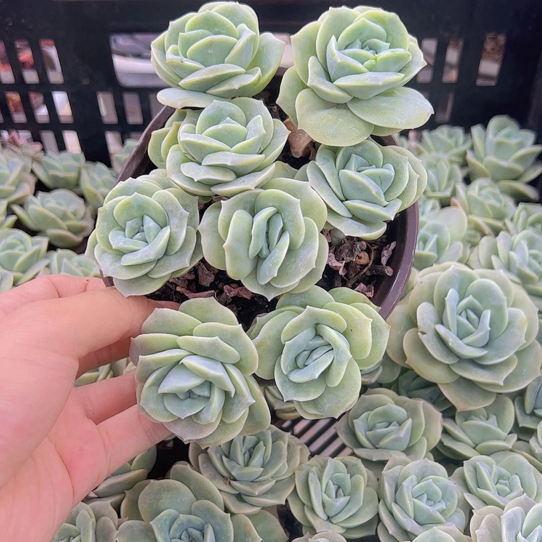 可爱玫瑰多头散群带盆土