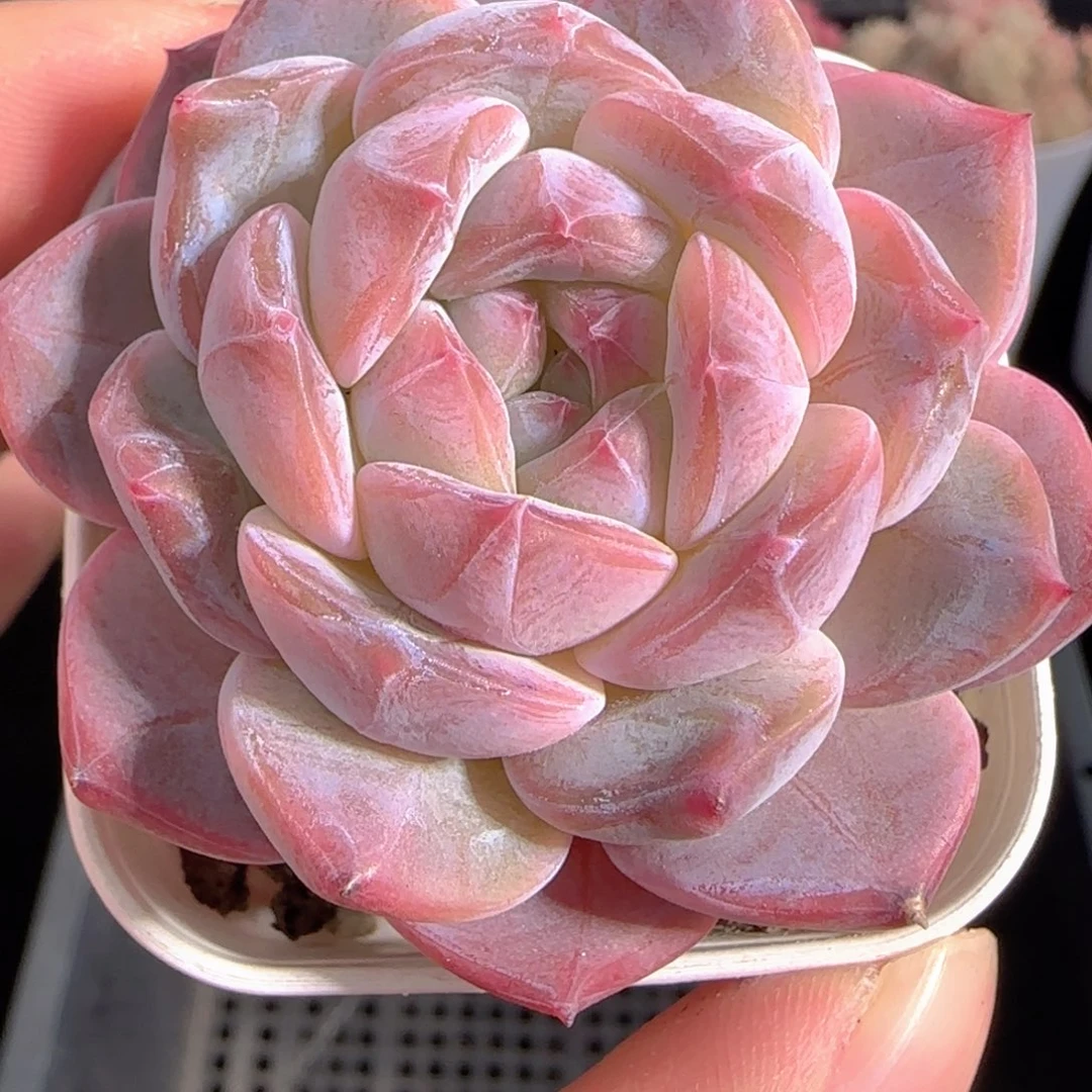 多肉0101-260糖心