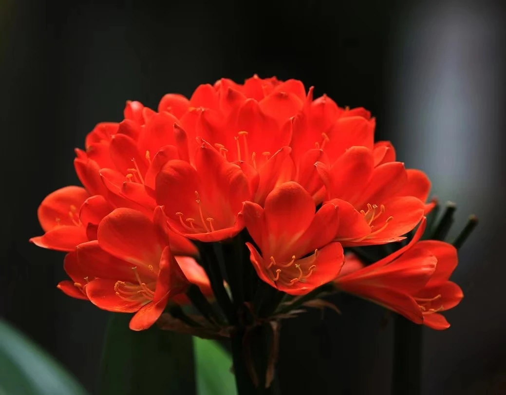 君子兰鸡血红小苗，不含花苞及花朵