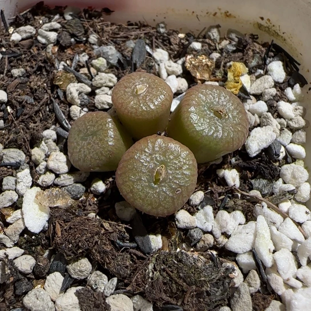 肉锥多肉植物组合-流水铜壶661