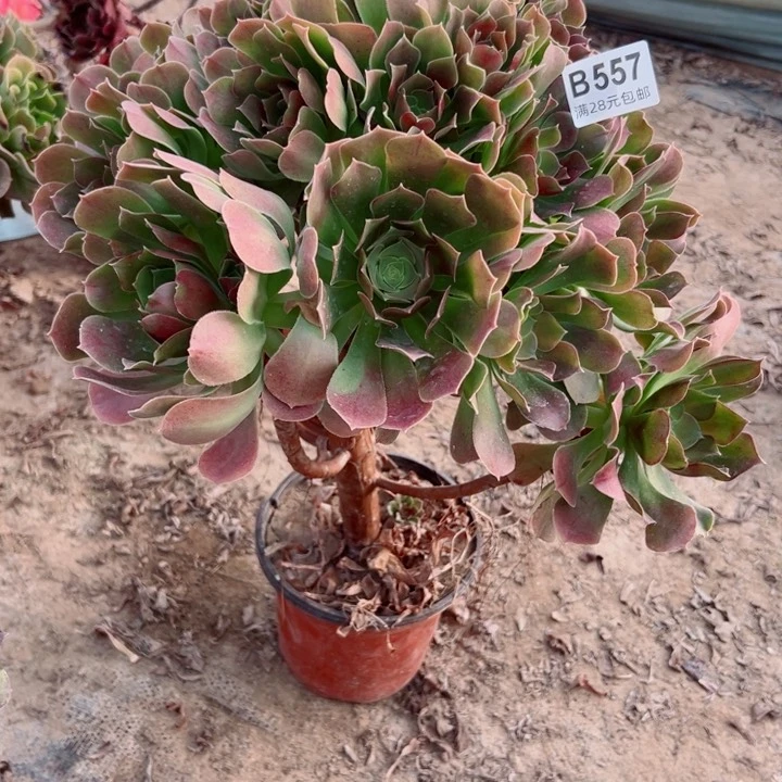 魏***姐557韶秀玫瑰多肉植物