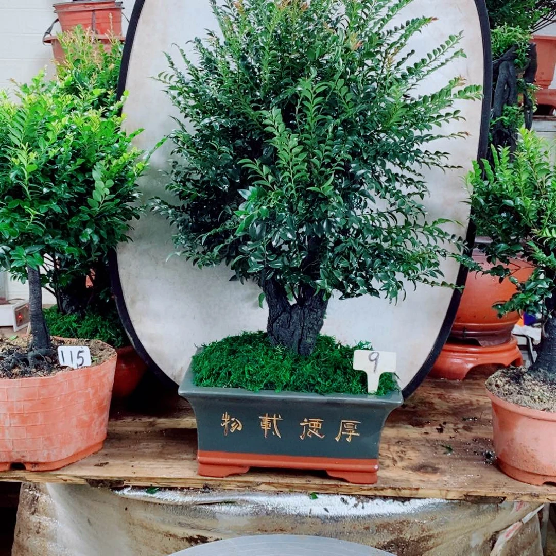 用***7完全开放小叶紫檀9