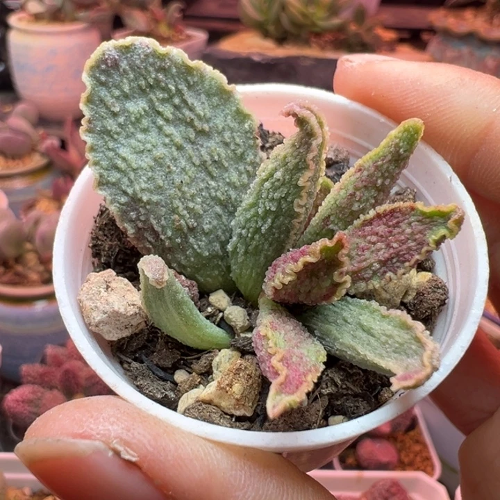 李***进吉祥如意等名家的作品和