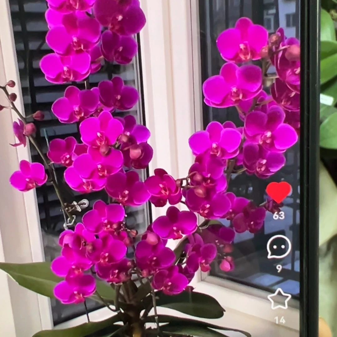 当前无花栽培后可以开花双剑满天红3寸大苗凑单发货