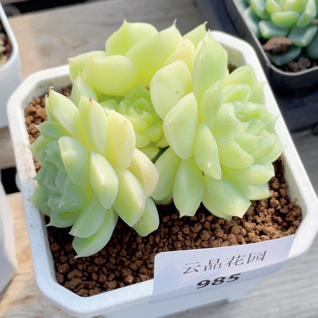 985号糖心冰心珍妮 梨花白