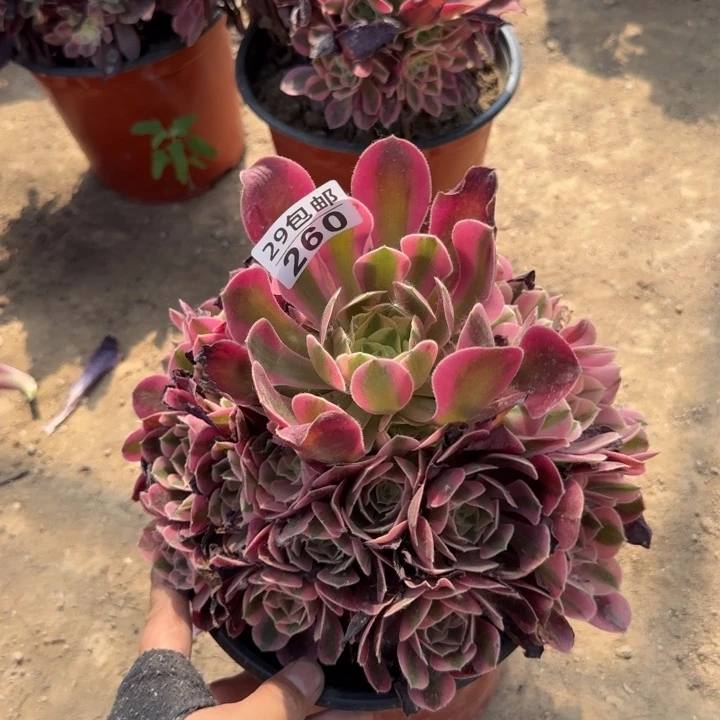 女巫……多肉植物……